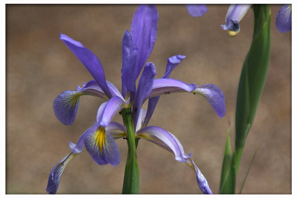 Yellow center, elongated yellow-purple petals, and green stems with green leaves