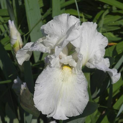 white petals, yellow center with yellow stamen, white buds, and green leaves