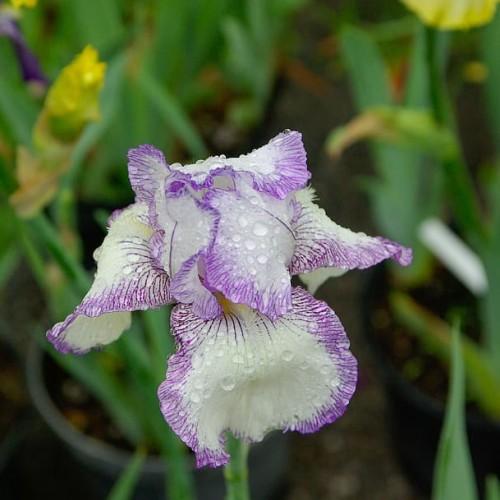 Violet-white flower with green stems