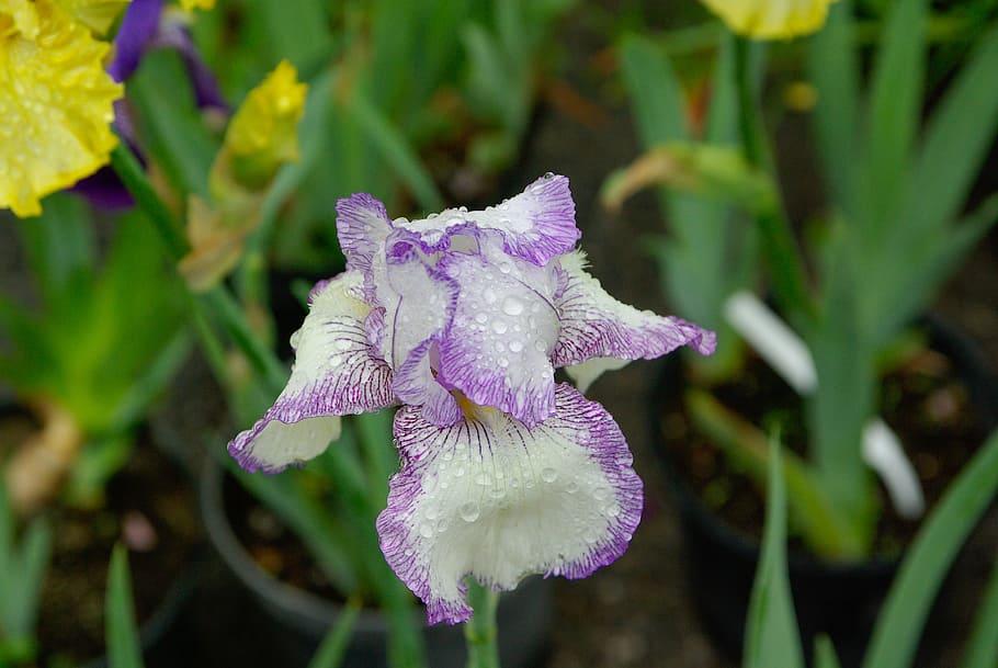 Violet-white flower with green stems