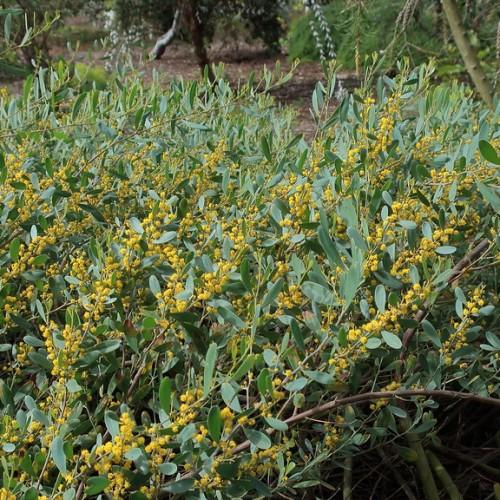 Brown stems, fully occupied by green leaves and tiny yellow flowers.