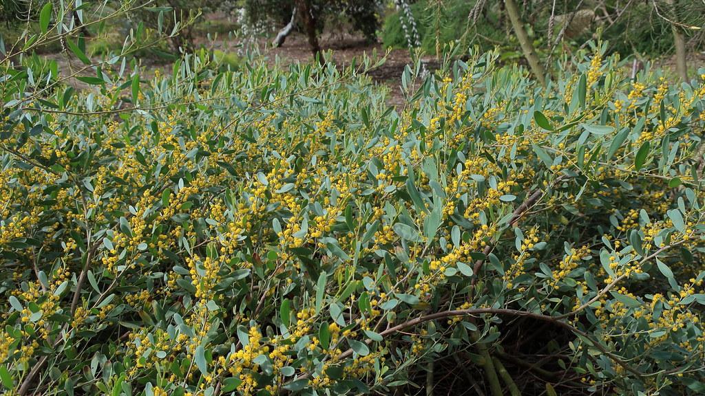 Brown stems, fully occupied by green leaves and tiny yellow flowers.