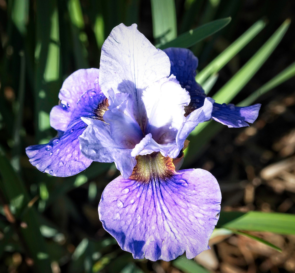 purple-blue petals, creamy-brown center, and green leaves