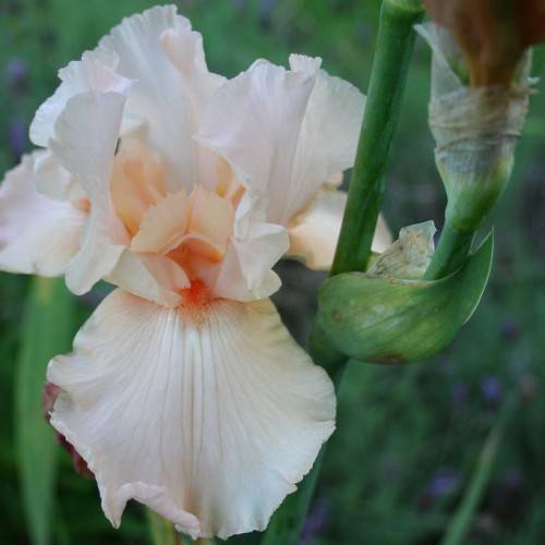 peachy-white elongated, ruffled petals, green stems and green sepal