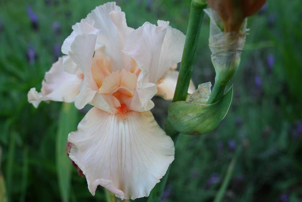 peachy-white elongated, ruffled petals, green stems and green sepal