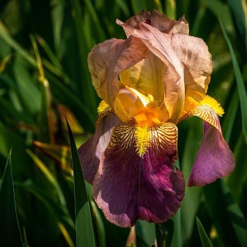 Yellow-purple flower with yellow anthers, dark-green stems and leaves.