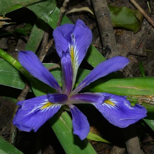 Blue flower with yellow-white center, green leaves and brown stems.