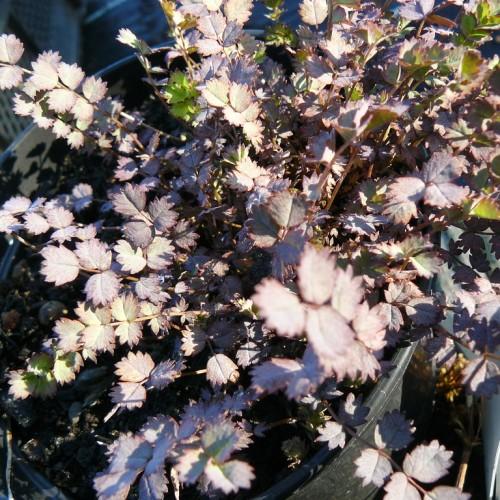 brown stems are completely overrun by purple-green leaves.