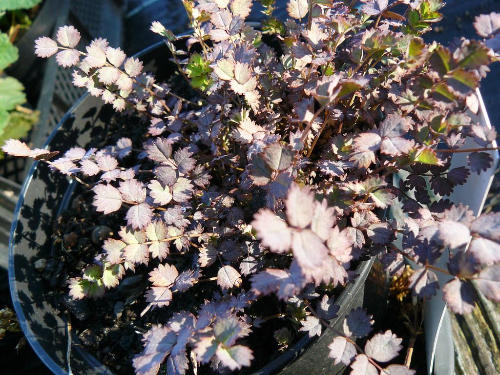 brown stems are completely overrun by purple-green leaves. 