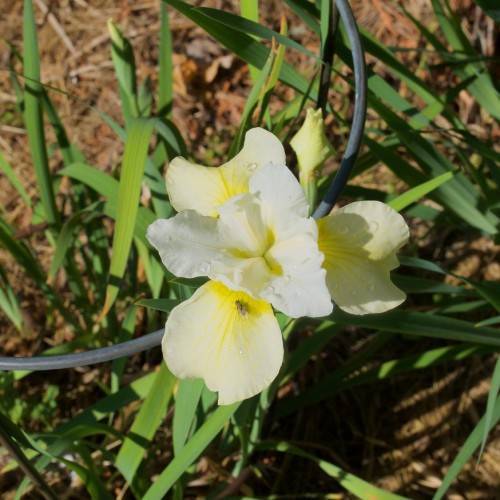 white-yellow flower with yellow center and green leaves