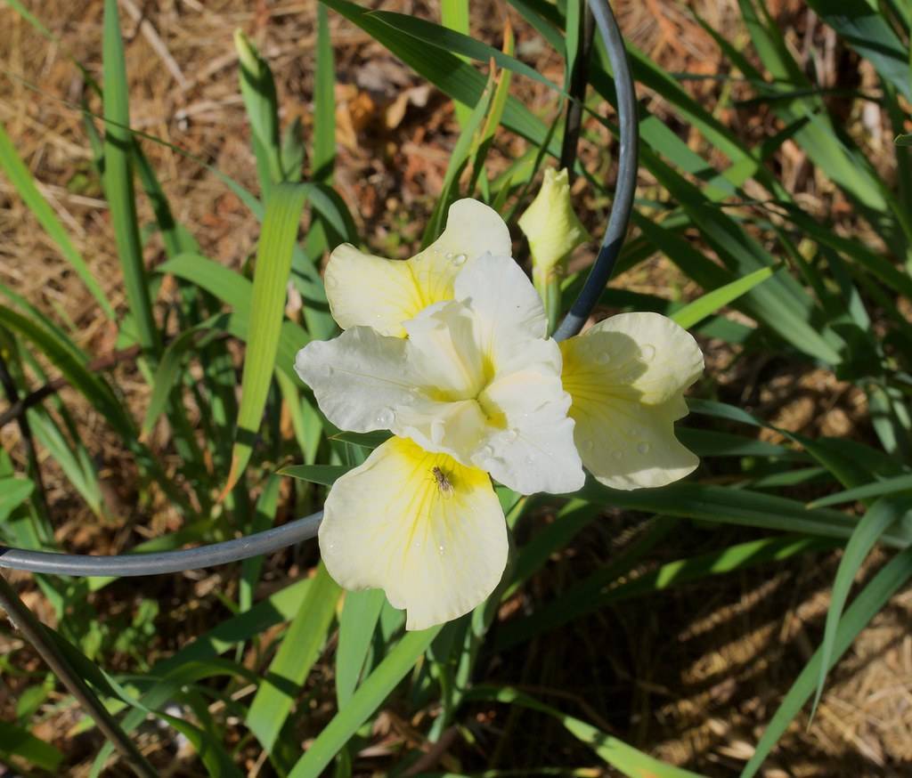 white-yellow flower with yellow center and green leaves