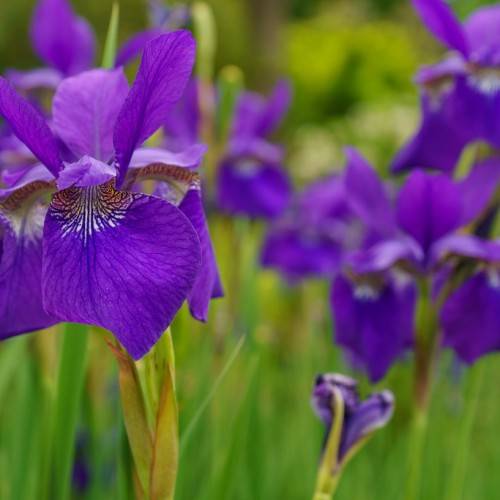 blue-violet-white flowers with green leaves and green stems