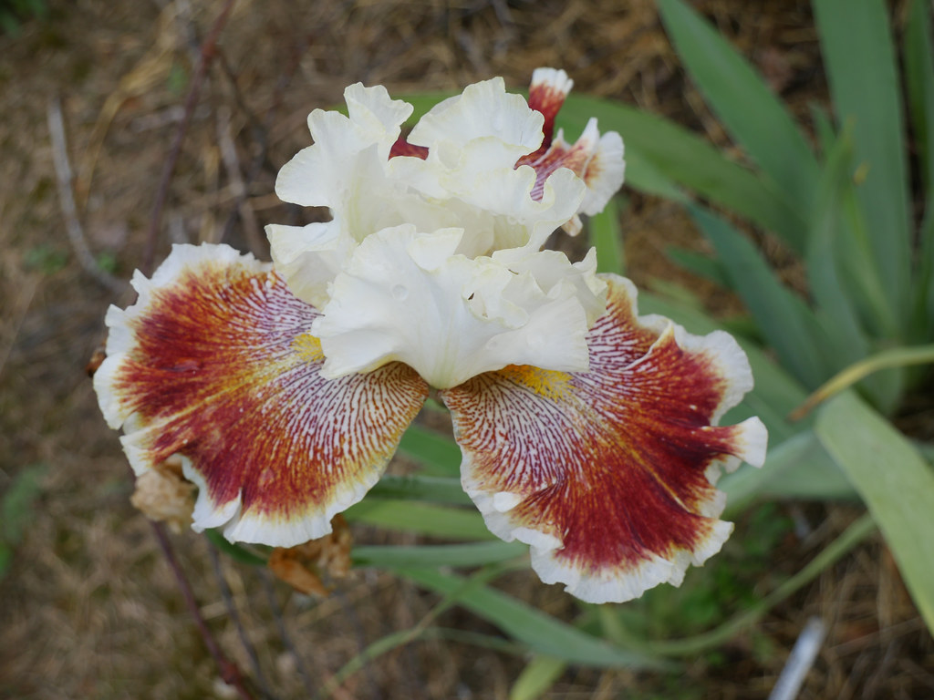 white-orange-yellow petals with white margins with green leaves and green stem