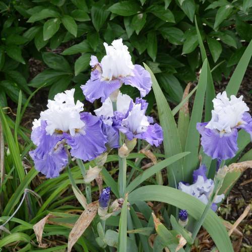 white, purple-blue flower with white, ruffled, standard petals, marine blue, ruffled falls, green stem, and long, green, lanceolate leaves