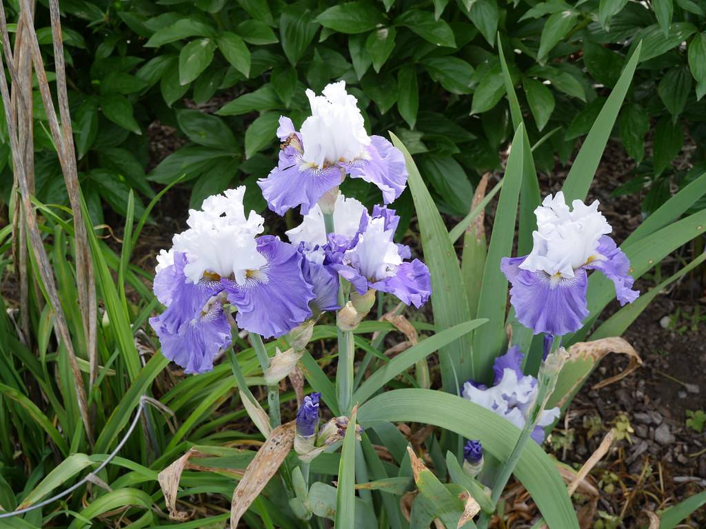 white, purple-blue flower with  white, ruffled, standard petals, marine blue, ruffled falls, green stem, and long, green, lanceolate leaves