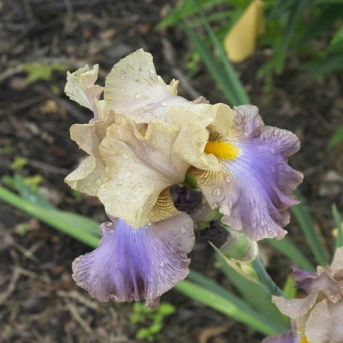 Violet-yellow flowers with yellow style and green leaves.