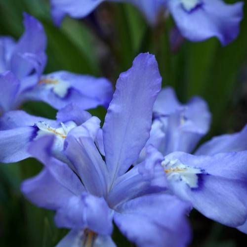 marine-blue flower with white-yellow-blue tints on falls and green leaves