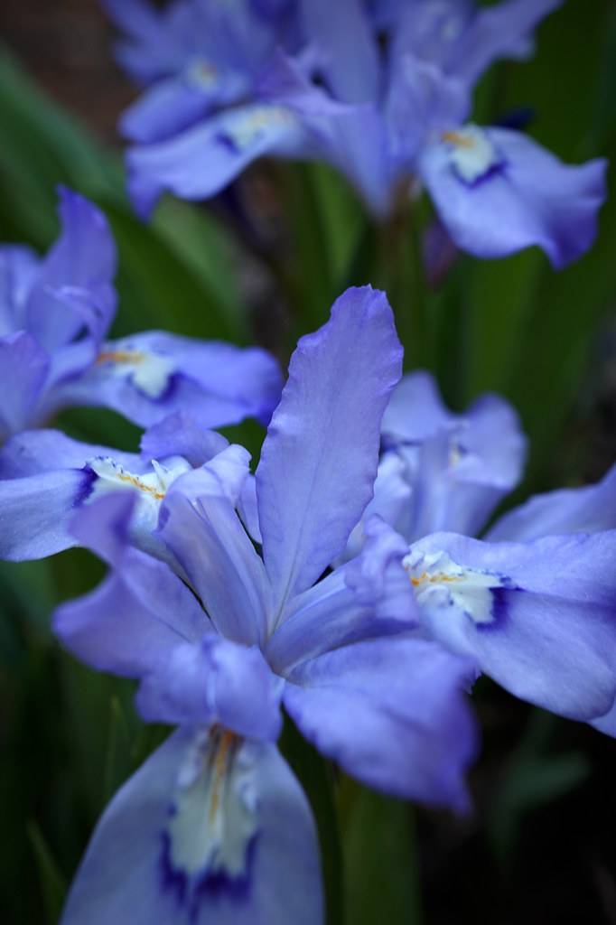 marine-blue flower with white-yellow-blue tints on falls and green leaves