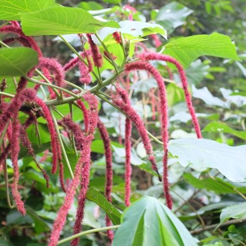 Delightful green leaves, red-green stem with pretty pink blooms .