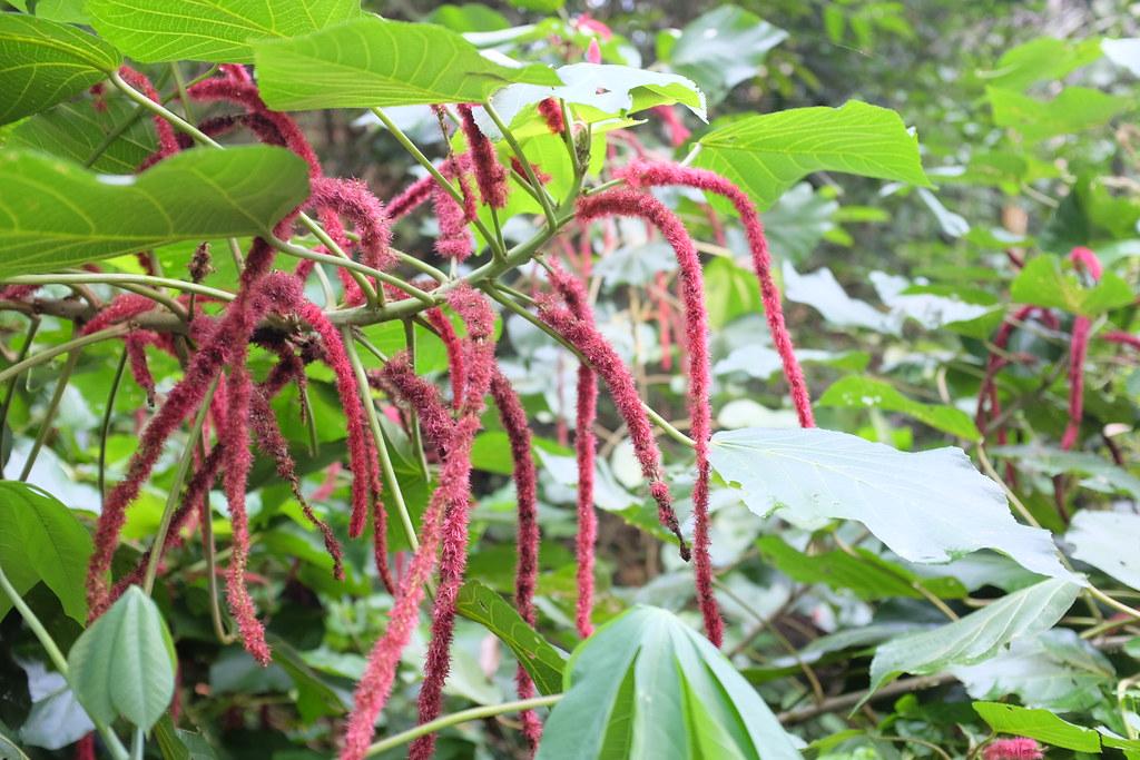 Delightful green leaves, red-green stem with pretty pink blooms .