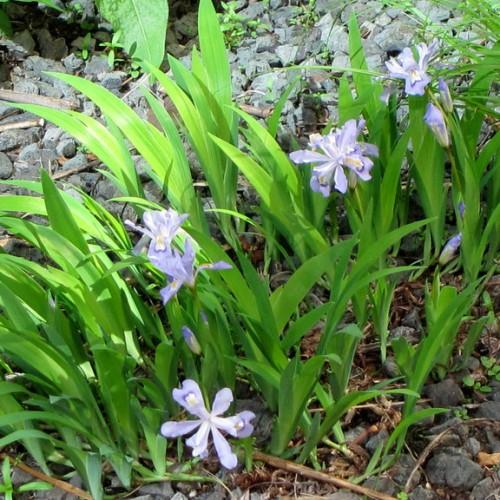 Light-Violet flower with buds, yellow-white center, green leaves green petiole and stems.