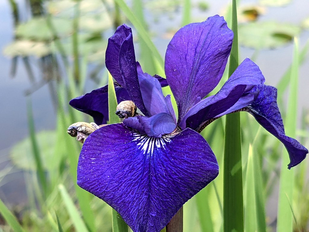 royal blue flower with white tints on falls, and green, narrow, long leaves