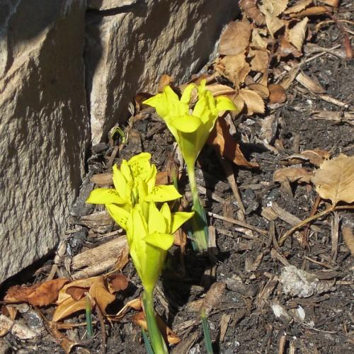 Yellow flower with brown center , yellow petiole, green stems and leaves.