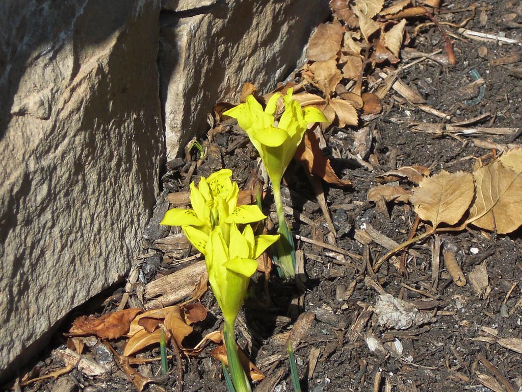 Yellow flower with brown center , yellow petiole, green stems and leaves.