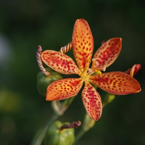Orange-red flowers with green buds and stems, orange-yellow style and filaments, yellow anthers, off-white stigma.