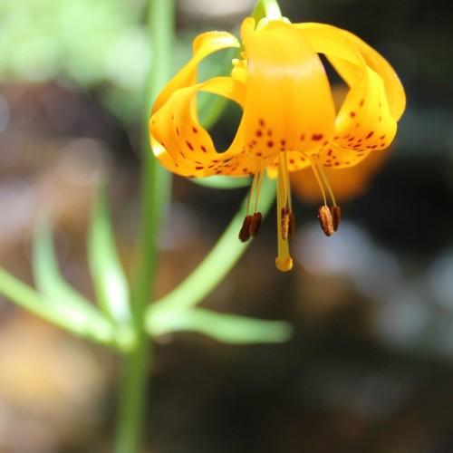 Orange flower with stigma, yellow style, brown anthers, yellow filaments, green leaves and stems.