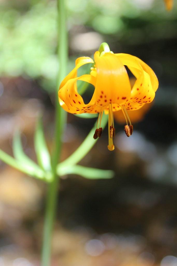 Orange flower with stigma, yellow style, brown anthers, yellow filaments, green leaves and stems.