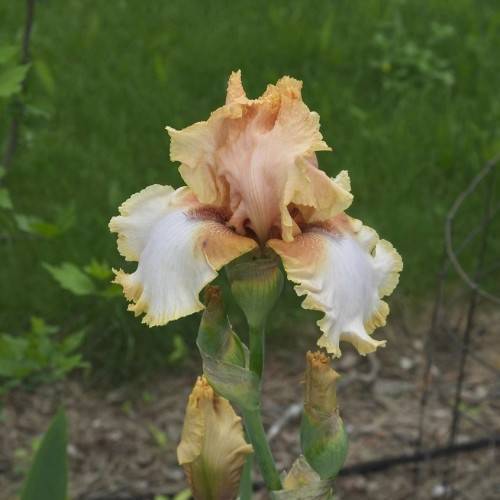 pink-orange flower with white, ruffled falls, green buds, and green stems
