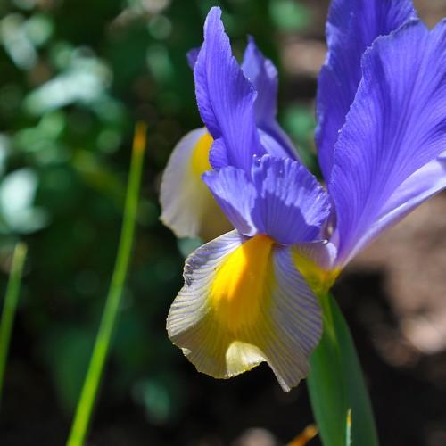 Violet flower with yellow center and green stems.
