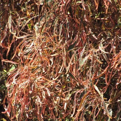 Lance-shaped green-yellow-orange-red-pink leaves and brown stem.