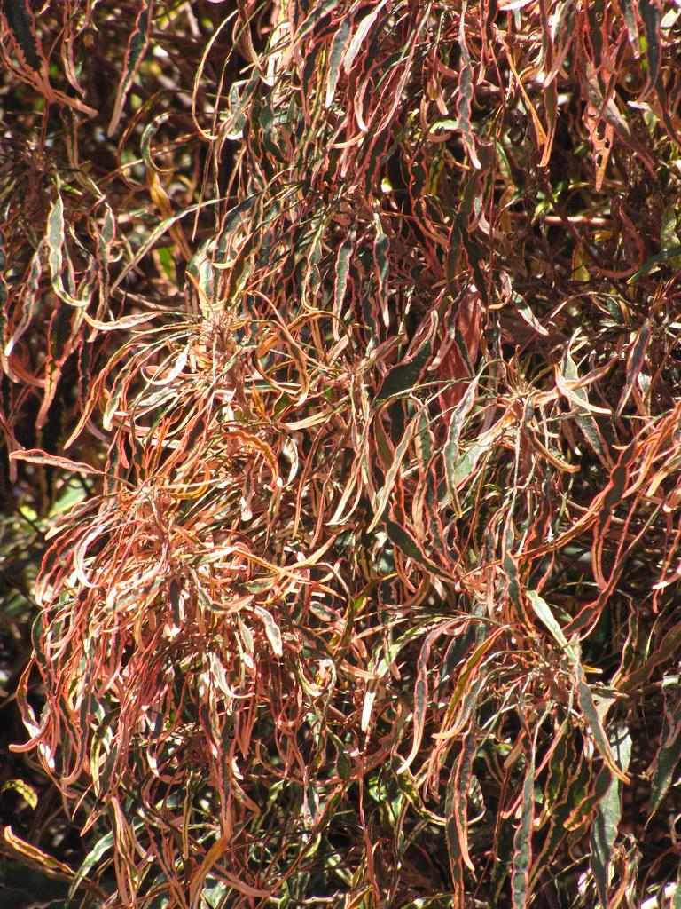 Lance-shaped green-yellow-orange-red-pink leaves and brown stem.
