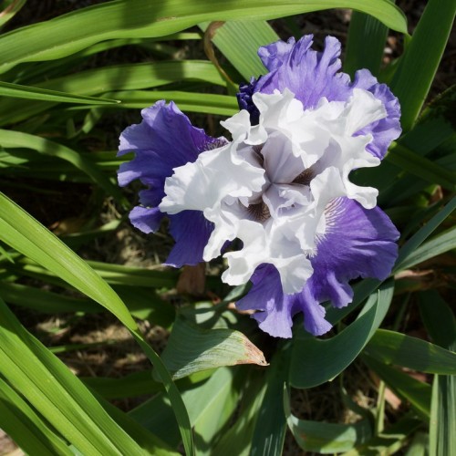 Violet-white flower with green leaves.