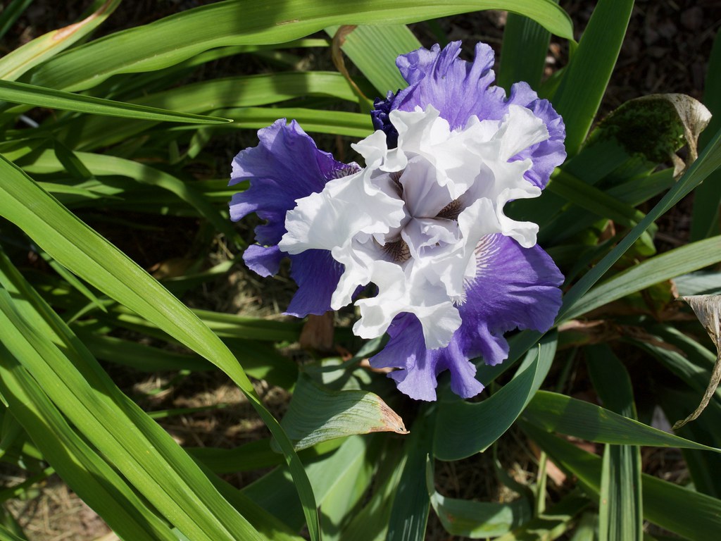 white and marine blue flower with ruffled petals, and long, narrow, green leaves