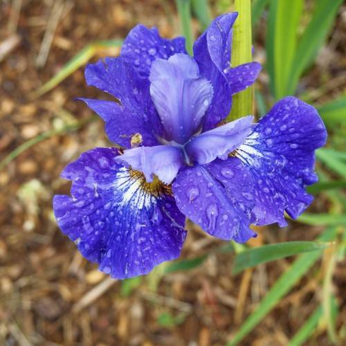 violet-blue flowers with white-yellow center, and green leaves
