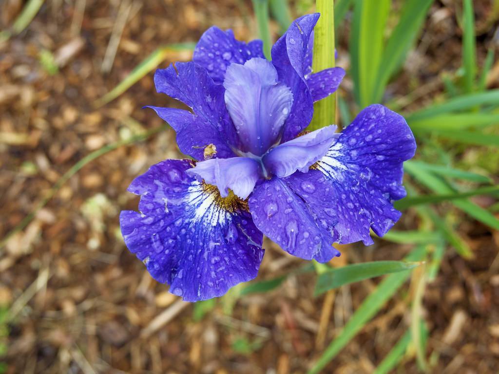 violet-blue flowers with white-yellow center, and green leaves