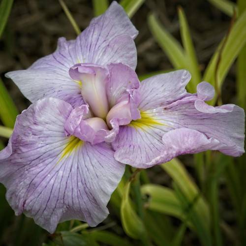 light purple flower with yellow tints on ruffled petals, and yellow-green leaves with green stem