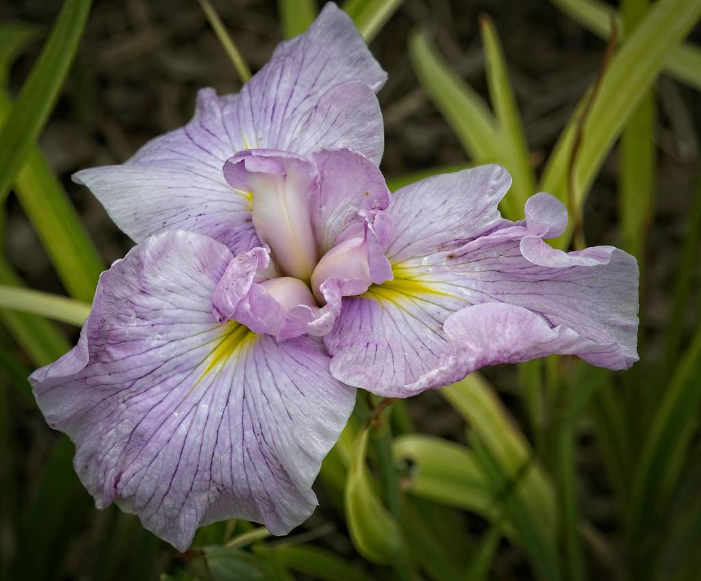 light purple flower with yellow tints on ruffled petals, and yellow-green leaves with green stem