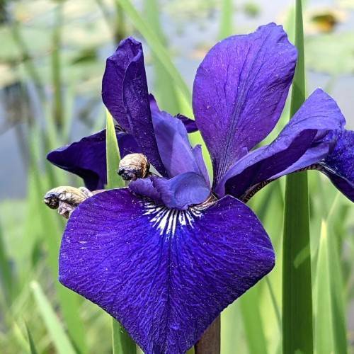 royal blue flower with white tints on falls, and green, narrow, long leaves
