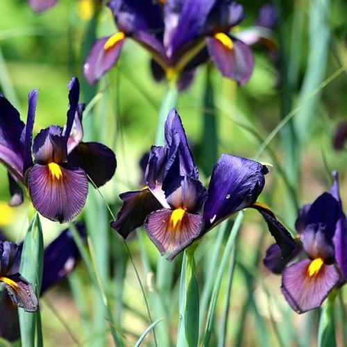 Dark-Violet flower with yellow center and green stems.