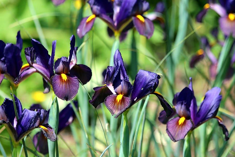 Dark-Violet flower with yellow center and green stems.