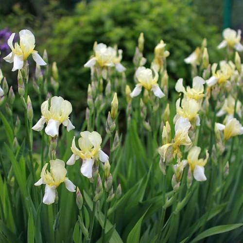 White flowers with yellow center, pruple-green bud, green stipules, green leaves and stems.