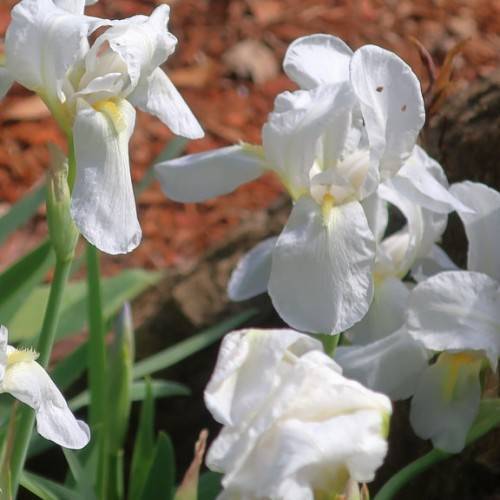 white flower with green buds, green stems, and green leaves