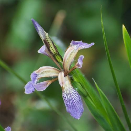 caramel-blue-purple petals, green, narrow, long leaves and green stem