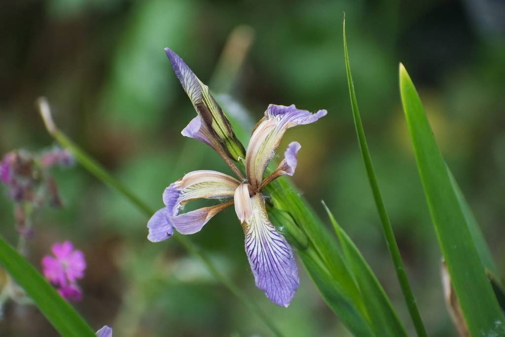 caramel-blue-purple petals, green, narrow, long leaves and green stem