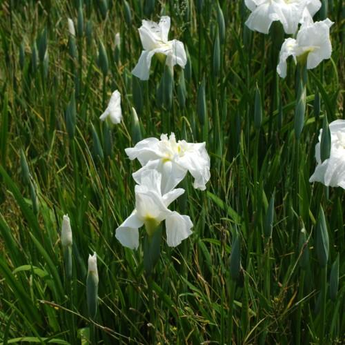 White flowers, with yellow center, green-white bud, green petiole , green stems and leaves.