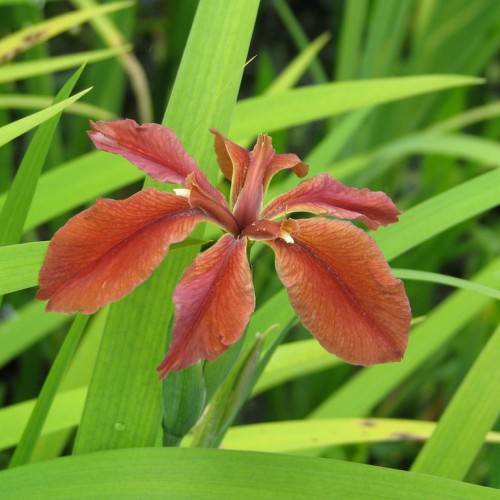 red-brown flower with green, narrow, long leaves, green sepal and green stem